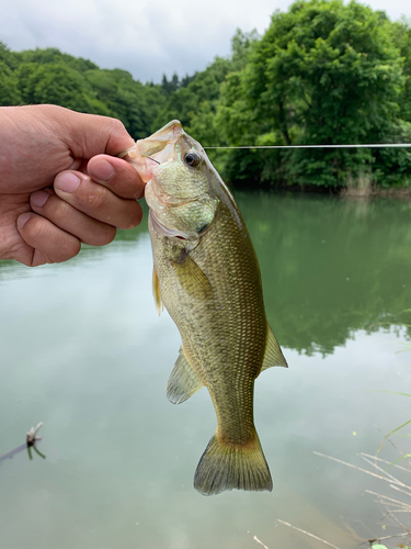 ラージマウスバスの釣果