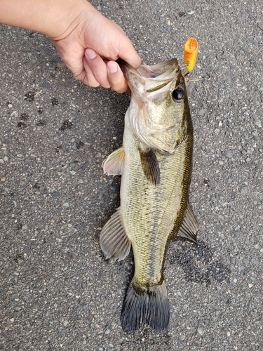 ラージマウスバスの釣果