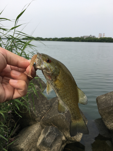 スモールマウスバスの釣果