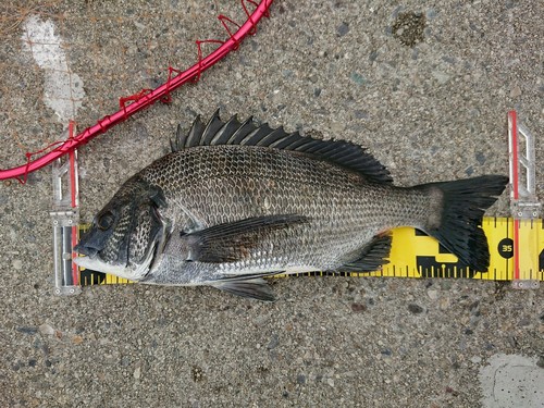 クロダイの釣果