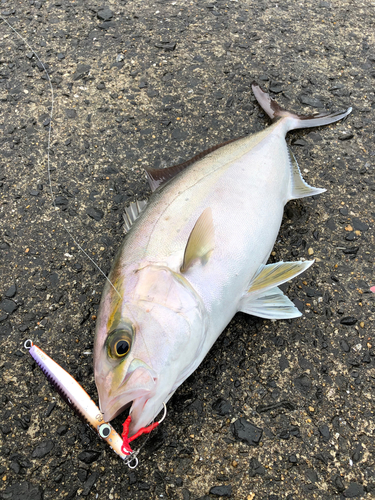 ショゴの釣果