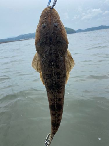 コチの釣果