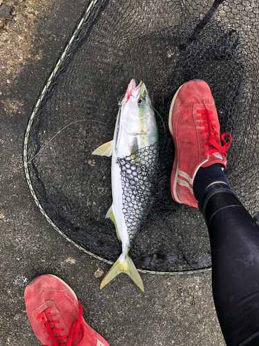 ヤズの釣果