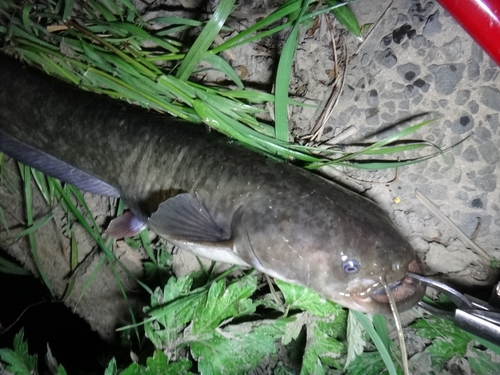 ニホンナマズの釣果