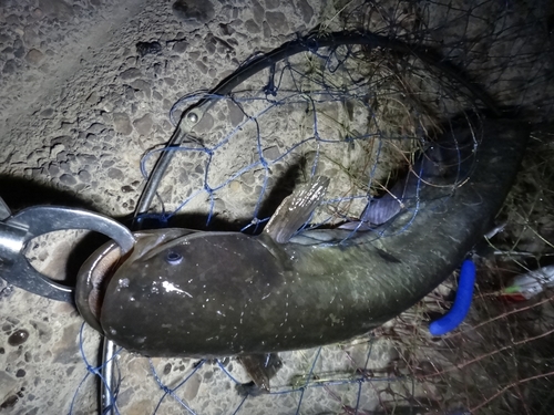 ニホンナマズの釣果