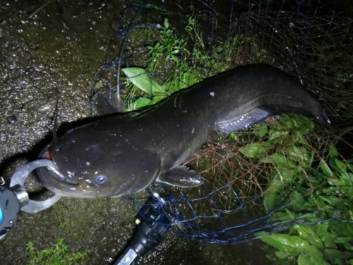 ニホンナマズの釣果