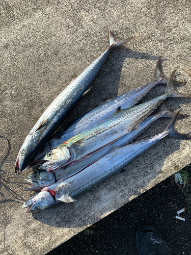 サゴシの釣果