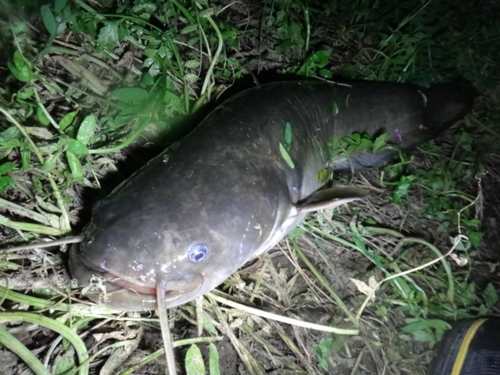 ニホンナマズの釣果