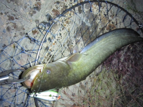 ニホンナマズの釣果