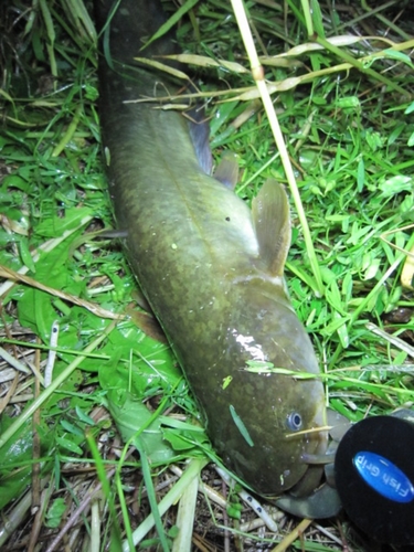 ニホンナマズの釣果