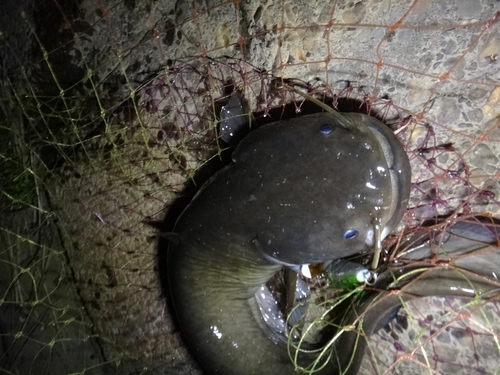 ニホンナマズの釣果