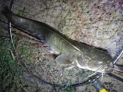 ニホンナマズの釣果