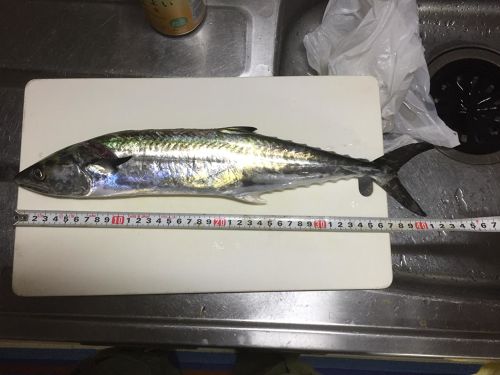 サゴシの釣果