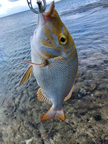 タマンの釣果