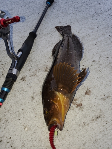 アイナメの釣果