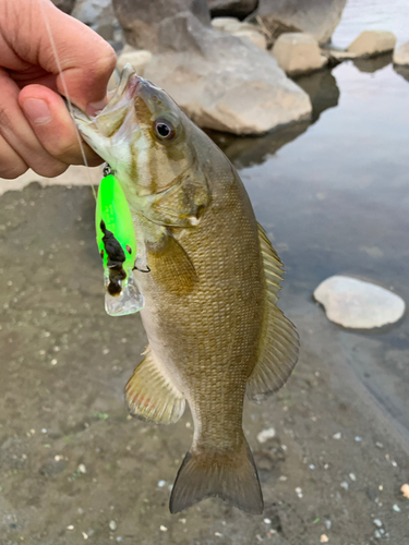 スモールマウスバスの釣果