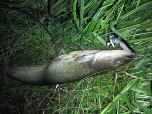 ニホンナマズの釣果