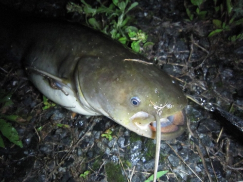 ニホンナマズの釣果