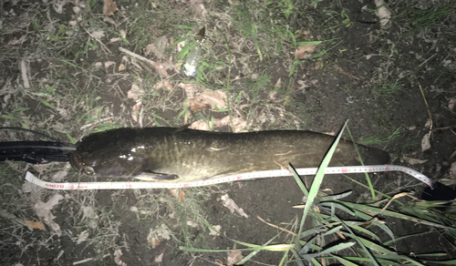 ナマズの釣果