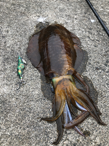 アオリイカの釣果