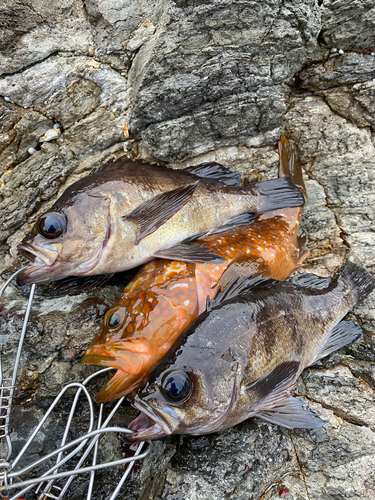 メバルの釣果