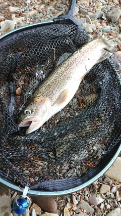 ニジマスの釣果