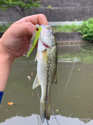 ラージマウスバスの釣果