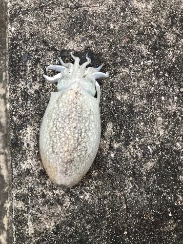 シリヤケイカの釣果