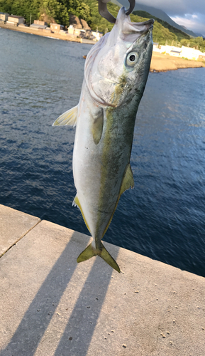 イナダの釣果