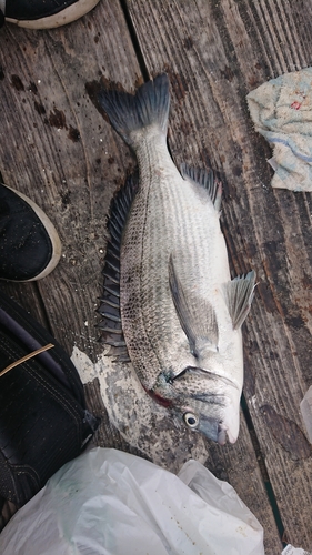 チヌの釣果