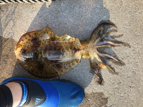 アオリイカの釣果