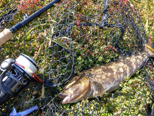 アイナメの釣果