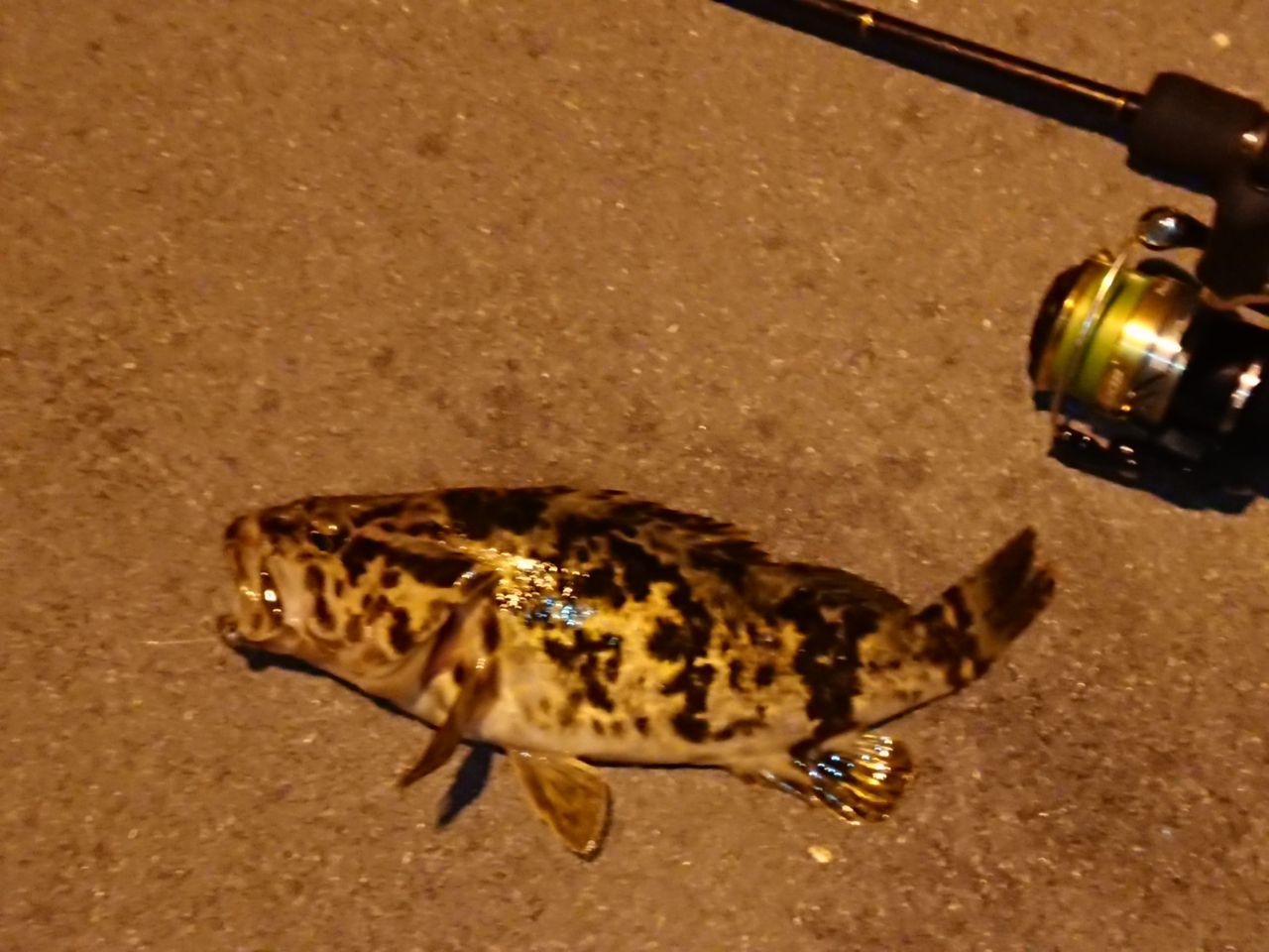 タケノコメバル