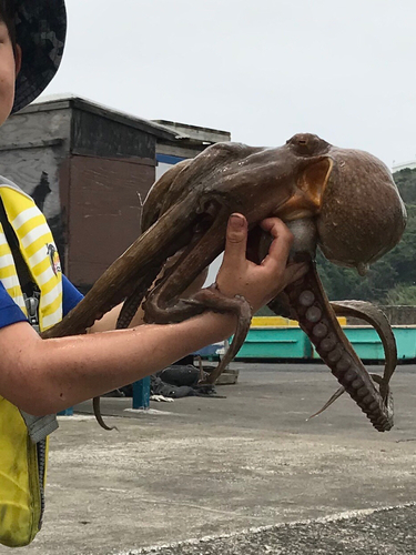 マダコの釣果