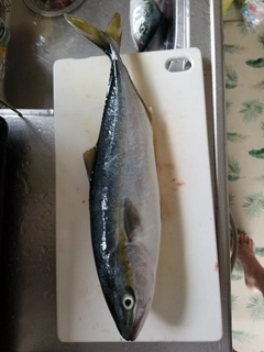 イナダの釣果