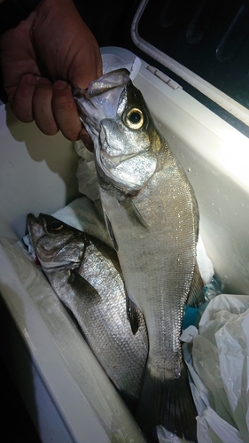 フッコ（ヒラスズキ）の釣果