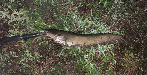 ナマズの釣果