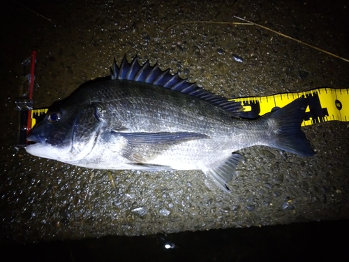 チヌの釣果