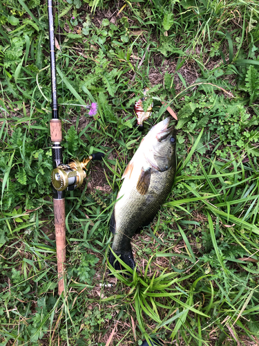 ラージマウスバスの釣果