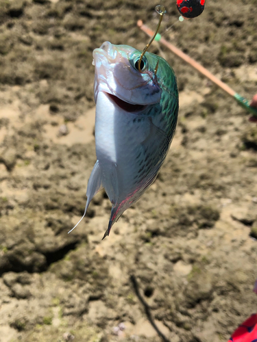 スズメダイの釣果