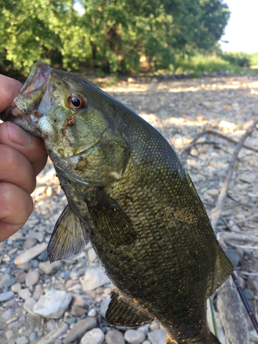 スモールマウスバスの釣果