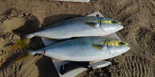 イナダの釣果