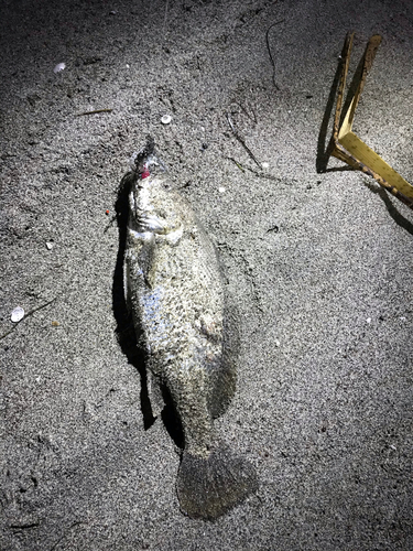 ニベの釣果