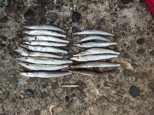 カマスの釣果