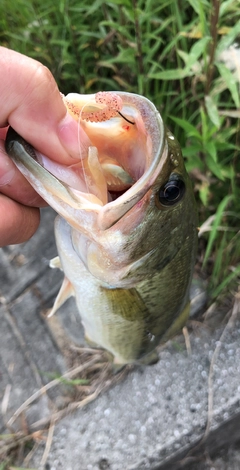 ブラックバスの釣果