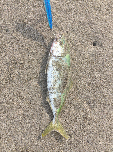 ワカナゴの釣果