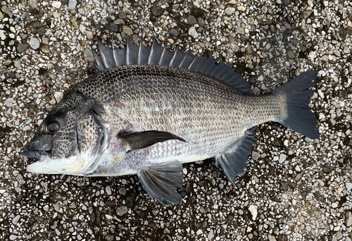 チヌの釣果