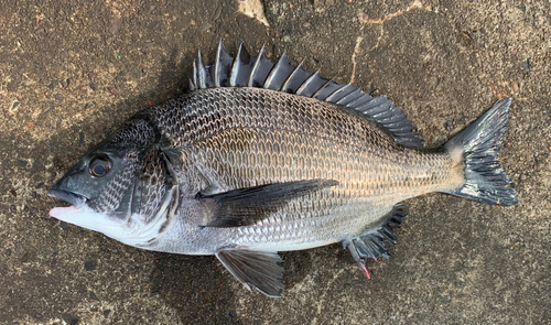 チヌの釣果