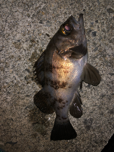 アカメバルの釣果