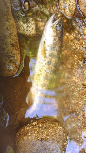 ヤマメの釣果